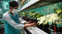 Green house sentra tanaman anggurnya ada dua, satu berukuran 8x6 meter dan kemudian 3x8 meter.