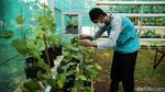 RPTRA Tiga Durian Jadi Sentra Anggur