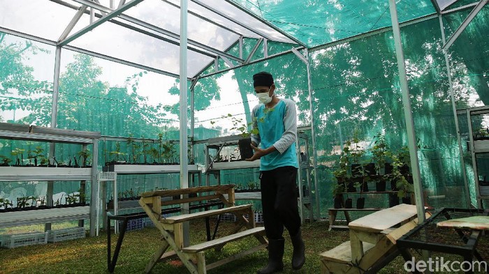 Petugas melakukan perawatan bibit anggur di Green House Ruang Publik Terpadu Ramah Anak (RPTRA) Tiga Durian, Kelurahan Duren Tiga, Pancoran Jakarta Selatan, Senin (11/10/2021). Kelurahan Duren Tiga, Pancoran Jakarta Selatan memanfaatkan Ruang Publik Terpadu Ramah Anak (RPTRA) sebagai wadah Green House sentra anggur guna guna mendukung gerakan pertanian kota (urban farming) di Ibu Kota.