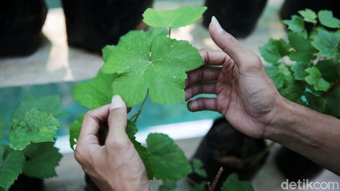 RPTRA Tiga Durian Disiapkan Jadi Sentra Anggur Petugas melakukan perawatan bibit anggur di Green House Ruang Publik Terpadu Ramah Anak (RPTRA) Tiga Durian, Kelurahan Duren Tiga, Pancoran Jakarta Selatan, Senin (11/10/2021). Kelurahan Duren Tiga, Pancoran Jakarta Selatan memanfaatkan Ruang Publik Terpadu Ramah Anak (RPTRA) sebagai wadah Green House sentra anggur guna guna mendukung gerakan pertanian kota (urban farming) di Ibu Kota.