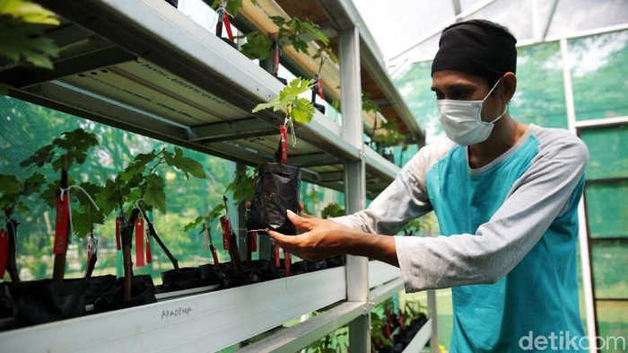 RPTRA Tiga Durian Disiapkan Jadi Sentra Anggur Petugas melakukan perawatan bibit anggur di Green House Ruang Publik Terpadu Ramah Anak (RPTRA) Tiga Durian, Kelurahan Duren Tiga, Pancoran Jakarta Selatan, Senin (11/10/2021). Kelurahan Duren Tiga, Pancoran Jakarta Selatan memanfaatkan Ruang Publik Terpadu Ramah Anak (RPTRA) sebagai wadah Green House sentra anggur guna guna mendukung gerakan pertanian kota (urban farming) di Ibu Kota.