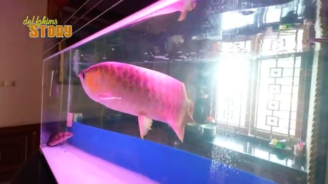 Sebuah aquarium ikan arwana juga menjadi salah satu penghias rumah. Tak tanggung-tanggung, ikan tersebut memiliki panjang 70 cm. (Foto: YouTube/deHakims Story)