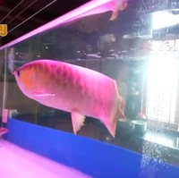 Sebuah aquarium ikan arwana juga menjadi salah satu penghias rumah. Tak tanggung-tanggung, ikan tersebut memiliki panjang 70 cm. (Foto: YouTube/deHakims Story)