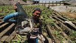 Serunya Warga Sukoharjo Berburu Ikan di Bendungan Colo