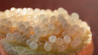Kaviar juga salah satu bahan makanan mewah yang biasa dijadikan topping. Kaviar ditawarkan dengan harga jutaan rupiah, dan Almas White Caviar ini harganya mencapai sekitar Rp 150 juta per kilogramnya. Foto: iStock