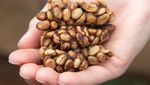 10 Bahan Makanan Termahal di Dunia, Ada Jamur Truffle Seharga Rp 3 M!