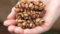 Kopi luwak berasal dari Indonesia. Jenis kopi ini juga tercatat sebagai kopi termahal di dunia. Harganya bisa mencapai Rp 2,1 juta. Foto: iStock