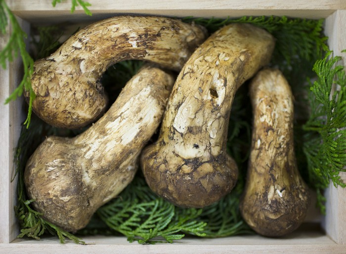 Bahan Makanan Mahal di Dunia