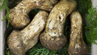 Selain jamur truffle, jamur bernama Matsutake dari Jepang ini juga memiliki harga yang fantastis. Pernah terjual dengan harga Rp 29 juta per kilogram. Foto: iStock