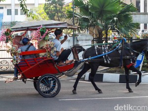 Delman di Kebun Raya Bogor: Dianggap Biang Kemacetan-Pulkam
