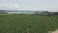 Untuk beroperasi lagi, dibutuhkan biaya yang banyak untuk menyingkirkan enceng gondok. Selain itu, kapal wisata hanya bisa berjalan jika Rawa Jombor penuh lagi. (Ahmad Syauqi/detikTravel)