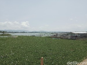 Eceng Gondok Bikin Pening Warga-Nelayan Rawa Jombor Klaten