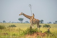 Foto menipu mata