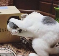 Foto menipu mata