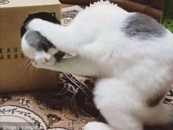 Awas Mata Tertipu! Lihat Foto Ini Tak Cukup Sekali Ataupun Sekilas