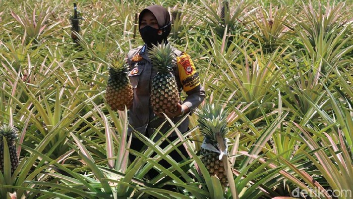 Tri Asih (39) anggota Polsek Sanden, Kabupaten Bantul sukses membudidayakan nanas bagong. Bahkan, saat ini warga sekitar ikut menanam nanas untuk menambah pendapatan.