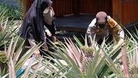 Awal mula saya mengembangkan nanas bagong ini saat membeli satu buah nanas di salah satu pasar di Lampung, karena saat itu menghadiri hajatan dan tertarik kok ada nanas besar sekali, katanya saat ditemui di kebun nanas bagong miliknya, Kelurahan Murtigading, Kabupaten Bantul, Selasa (12/10/2021).