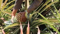 Sesampainya di rumah, anggota Polsek Sanden berpangkat Bripka ini langsung menanam mahkota buah nanas tersebut di dalam pot. Ternyata upayanya berbuah manis dan tanamannya mulai menghasilkan buah nanas seberat 5 kilogram.