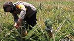 Manisnya Bisnis Nanas Bagong yang Ditanam Polwan Bantul