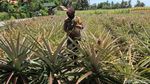 Manisnya Bisnis Nanas Bagong yang Ditanam Polwan Bantul