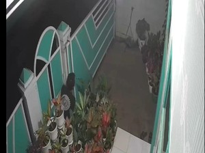 Maling Satroni 3 Rumah di Tasik, Sejumlah Tanaman Hias Raib