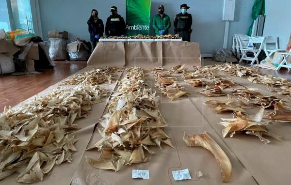 Masih Jadi Menu Kawinan, Ribuan Sirip Ikan Hiu Diselundupkan ke Hong Kong