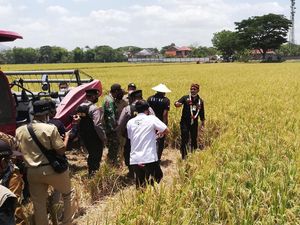 Mentan Genjot Panen Padi 4 Kali Setahun, Caranya?