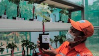 Upaya budidaya tanaman anggur ini juga dalam rangka melengkapi fungsi RPTRA sebagai tempat edukasi dan sosialisasi.