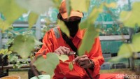 Disebutkan Mursid, saat ini ada sekitar 300 pohon anggur dengan lima varian yang ditanam di lahan RPTRA tersebut.