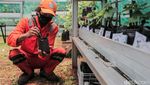 Lahan RPTRA Dimanfaatkan untuk Budidaya Bibit Anggur