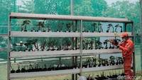 Pohon anggur ini ditanam dalam dua greenhouse dengan ukuran masing-masing 8x6 dan 4x6 meter persegi.