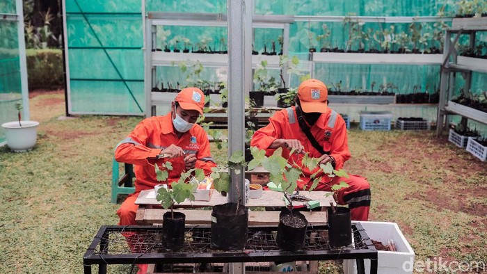 Pemanfaatan Lahan RPTRA untuk Budidaya Bibit Anggur Lahan RPTRA Duren Tiga, Jakarta, dimanfaatkan untuk budidaya bibit anggur. Hal ini guna mendukung gerakan pertanian urban.