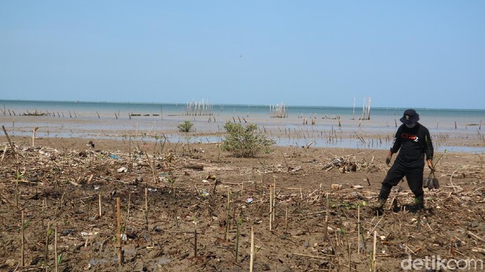 Penanaman pohon mangrove di pesisir pantai Jepara, Selasa (12/10/2021)