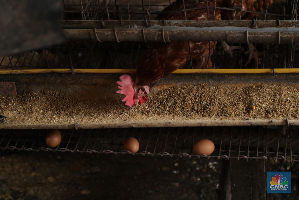 Madali (52) memberi pakan ayam petelur di kawasan Tangerang Selatan, Selasa (12/10/2021). Peternak ayam petelur terus mengeluh dari harga Rp. 23.000/kg menjadi Rp. 18.000/kg, mereka mengeluarkan penurunan harga tidak sesuai dengan biaya pakan. Madali memiliki 800 ekor ayam negeri dan 800 ekor ayam kampung. Berdasarkan catatan Pusat Informasi Harga Pangan Strategis, rata-rata harga telur ayam ras segar secara nasional pada 8 Oktober 2021 adalah Rp.23.000/kg tutun 2,52% dibandingkan posisi sebulan sebelumnya.   (CNBC Indonesia/ Tri Susilo)