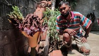 Bunga tersebut tumbuh di pekarangan rumah seorang warga bernama Nova (34).