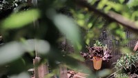 Nova mengetahui keberadaan bunga tersebut karena awalnya mencium bau menyengat seperti bangkai.