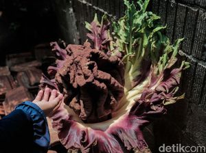 Potret Tanaman Mirip Bunga Bangkai yang Mekar di Cilandak