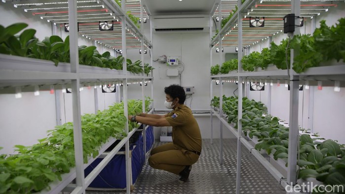 Saat Kontainer Disulap Jadi Tempat Budi Daya Sayuran Kegiatan berkebun makin diminati di masa pandemi COVID-19 oleh masyarakat urban. Container farming ini pun bisa jadi solusi berkebun dengan lahan yang minim.