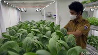 Budi daya pertanian dengan menggunakan metode container farming ini pun dinilai cocok untuk kehidupan masyarakat urban di Ibu Kota. Pasalnya budi daya pertanian dengan menggunakan metode ini dapat dilakukan di lahan yang minim dan tanpa tanah.