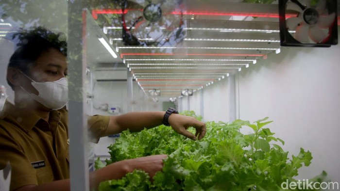 Kegiatan berkebun makin diminati di masa pandemi COVID-19 oleh masyarakat urban. Container farming ini pun bisa jadi solusi berkebun dengan lahan yang minim.