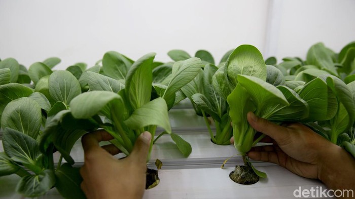 Kegiatan berkebun makin diminati di masa pandemi COVID-19 oleh masyarakat urban. Container farming ini pun bisa jadi solusi berkebun dengan lahan yang minim.