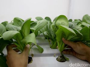 Urban Farming dan Ayunan Gantung