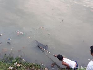 Kali Cisadane Diduga Tercemar Limbah, Warga Berburu Ikan Mabuk