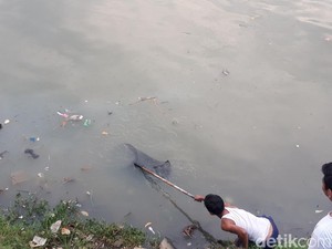 Kali Cisadane Diduga Tercemar Limbah, Warga Berburu Ikan Mabuk