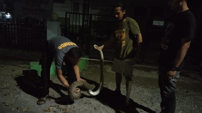 Aksi Brimob di Bone tangkap ular piton