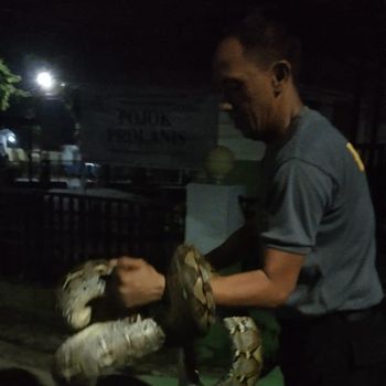 Aksi Brimob di Bone tangkap ular piton