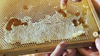 Madu yang digunakan di Noma bukan sembarang madu. Madu ini diambil langsung dari peternakan lebah yang mereka punya. 