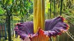 Potret Langka Bunga Bangkai Mekar di Kebun Raya Cibodas