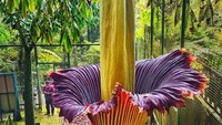 Foto: Kebun Raya Cibodas telah memiliki 13 spesimen, terdiri atas 1 spesimen yang merupakan induknya hasil pengoleksian berupa umbi, sedangkan 12 spesimen merupakan hasil perbanyakan dari biji. 12 spesimen yang berasal dari biji tersebut ditanam pada tahun 2003.(dok. Badan Riset dan Inovasi Nasional)