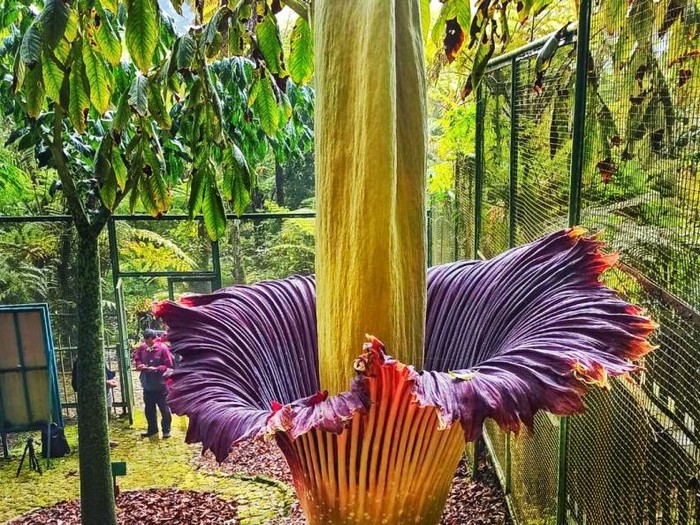 Bunga bangkai atau dalam bahasa Latin disebut Amorphophallus titanium Bunga bangkai atau dalam bahasa Latin disebut Amorphophallus titanium
